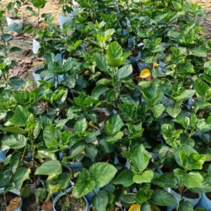 Hibiscus Plant Live 5-9" Tall - Hardy Hibiscus Tree - Flowering Plant