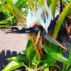 Bird of Paradise Plant Live Houseplant 5-12 Inch Strelitzia Reginae Ornamental