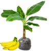 Cold Hardy Banana Tree Live Plant - Tropical Fruit Seedling 4-8 Inch Tall