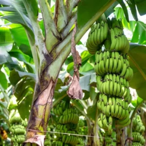 Dwarf Cavendish Banana