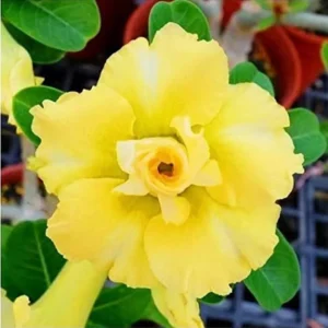 Desert Rose Plant Live - Adenium Flowering Succulent - 4-7" Tall