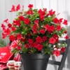 Red Mandeville Vine Plants - Live Well Rooted 4-7" Tall Flowers