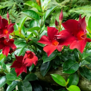 Red Mandeville Vine Plants - Live Well Rooted 4-7" Tall Flowers