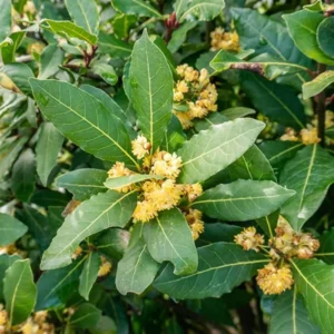 Bay Leaf Plant Live Tree - Laurus Nobilis - Sweet Bay Laurel for Home Garden