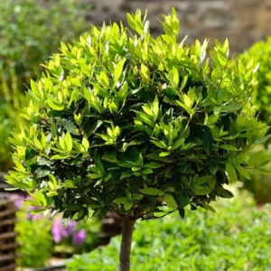 Bay Leaf Plant Live Tree - Laurus Nobilis - Sweet Bay Laurel for Home Garden