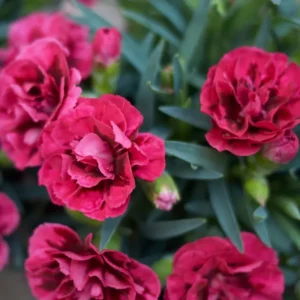 Red Carnation Plant Live Trailing Flower, 4-7 Inch Plug
