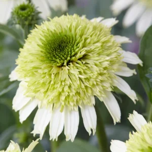 Coneflower Live Plant - Perennial Echinacea Plants - 4-6 Inch Plug