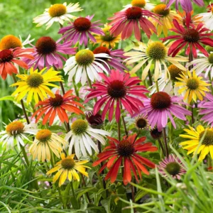 Echinacea Perennial - 2 Live Coneflower Plants - 4-6" Tall - Well-Rooted Plugs