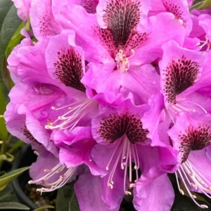 Purple Rhododendron Plant Live Azalea Bush Ready To Plant Full Sun