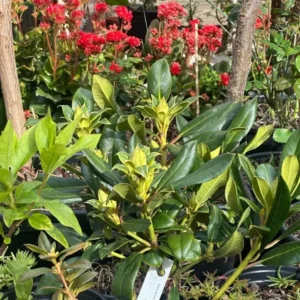 Light Red Rhododendron Plant Live Azalea Bush - Full Sun Ready to Plant