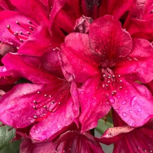 Dark Red Rhododendron Plant Live Azalea Bushes Full Sun Outdoor Plants