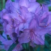 Blue Rhododendron Plant Live Azalea Bush - Full Sun Outdoor Plant