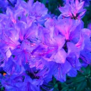 Blue Rhododendron Plant Live Azalea Bush - Full Sun Outdoor Plant