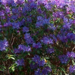 Blue Rhododendron Plant Live Azalea Bush - Full Sun Outdoor Plant