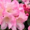 Pink Yellow Rhododendron Plant Live - Azalea Bush - Ready To Plant - Full Sun
