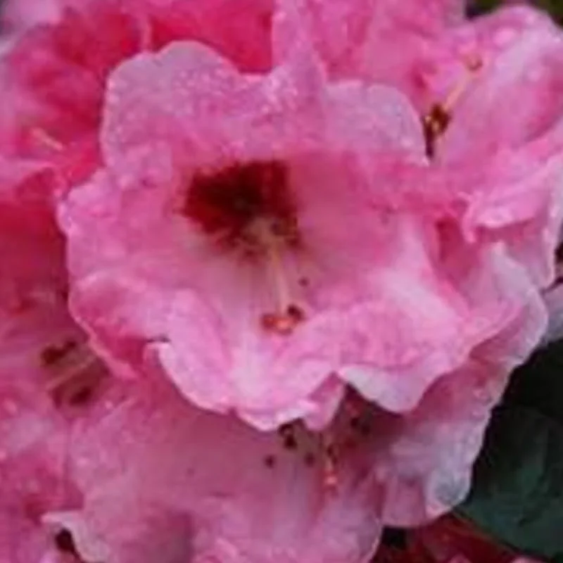 Pink Rhododendron Plant Live Azalea Dark Leaf Shrub Ready to Plant