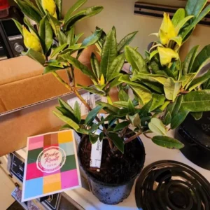 Yellow Rhododendron Plant Live - Azalea Bush - Ready to Plant - Outdoor Shrub