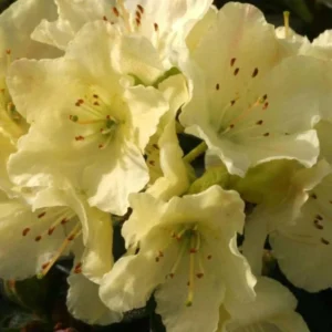 Yellow Rhododendron Plant Live - Azalea Bush - Ready to Plant - Outdoor Shrub