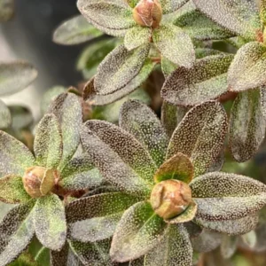 Yellow Rhododendron Plant Live - Azalea Bush - Ready to Plant - Outdoor Shrub