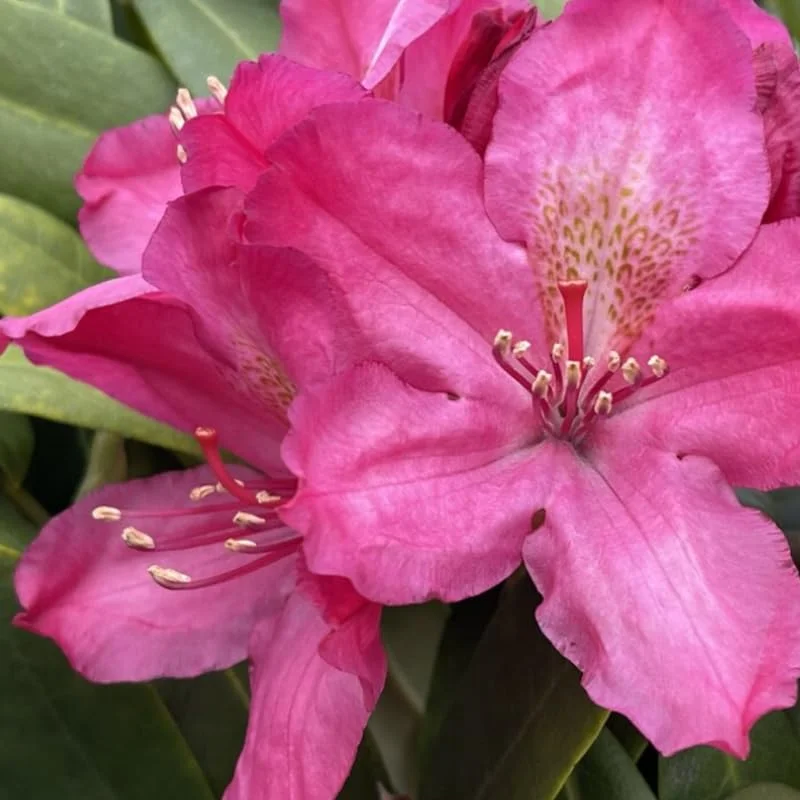 Dark Purple-Red Rhododendron Plant Live Azalea Bush Ready To Plant