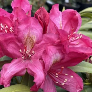 Dark Purple-Red Rhododendron Plant Live Azalea Bush Ready To Plant