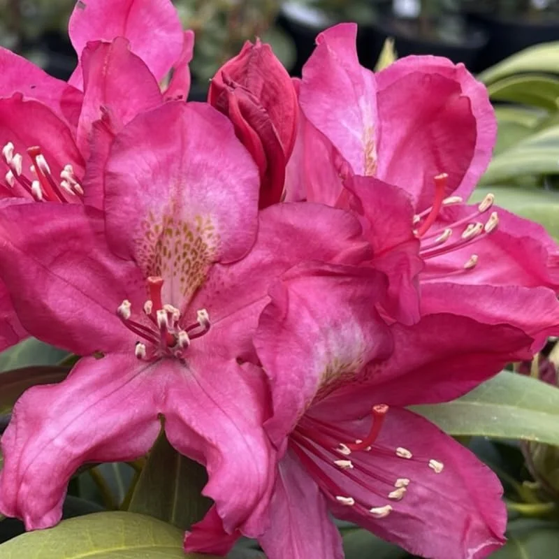 Dark Purple-Red Rhododendron Plant Live Azalea Bush Ready To Plant