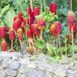 Awapuhi Shampoo Ginger Plant Live 4-7 Inch Pinecone Ginger Home Garden