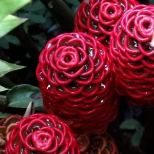 Shampoo Ginger Plants Live - 2 Awapuhi Pinecone Seedlings 4-9 Inch Tall - Outdoor Planting