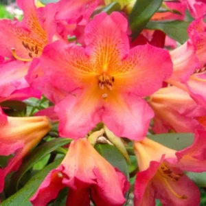 Reddish-Orange Rhododendron Live Plant - Fragrant Azalea Bush for Outdoor Planting