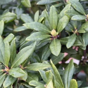 Reddish-Orange Rhododendron Live Plant - Fragrant Azalea Bush for Outdoor Planting