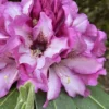 Rich Purple Rhododendron Live Plant Shrubs - Fragrant Azalea Bushes Ready To Plant