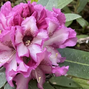 Rich Purple Rhododendron Live Plant Shrubs - Fragrant Azalea Bushes Ready To Plant