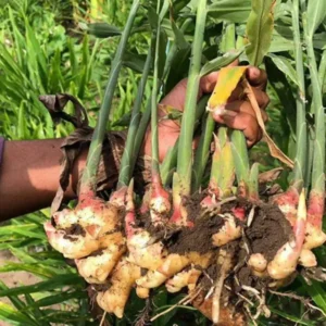 Thai Ginger Plants - 2 Galanga Live Herb Plants - Starter Plants