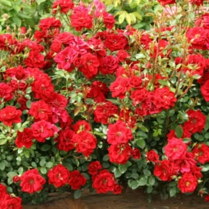 Red Mini Roses Plant Set - 4 Live Starter Roses, Vibrant Color, 5-10 Inches