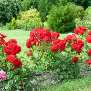 Red Mini Roses Plant Set - 4 Live Starter Roses, Vibrant Color, 5-10 Inches