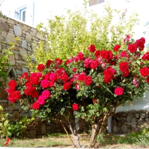 Red Mini Roses Plant Set - 4 Live Starter Roses, Vibrant Color, 5-10 Inches