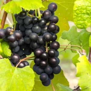 Muscadine Grape Vines - Sweet Fruit Vine for Outdoor Growing - 5-6 Inch Plant