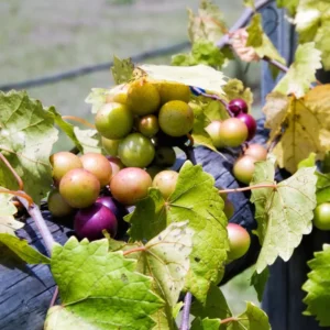 Muscadine Grape Vines - Sweet Fruit Vine for Outdoor Growing - 5-6 Inch Plant