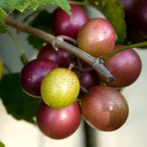 Grape Muscadine Tree Live Plant - Starter Plant 4-7 Inches Well-Rooted