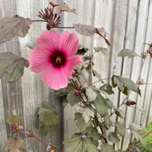 Cranberry Hibiscus Tree Live Plant Set - 4-7 Inch Well-Rooted Outdoor Plants