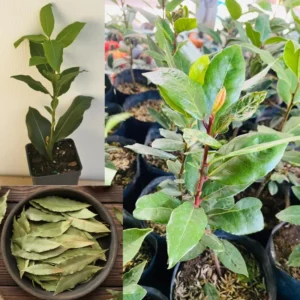 Bay Leaf Tree Live Plant - Laurus Nobilis - 6 Months Old - Cold Hardy Herb
