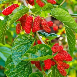 Everbearing Mulberry Tree Live Plant - Edible Berry Seedlings, Outdoor Planting