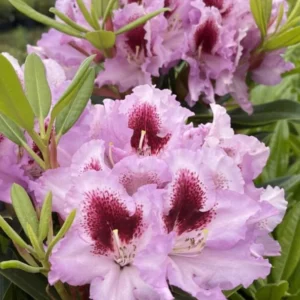 Pink Rhododendron Live Plant Shrubs - Fragrant Azalea Bush Ready to Plant Outdoor