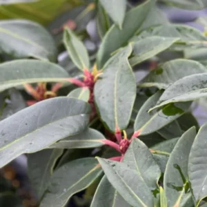 Red Flower Rhododendron Live Plant - Outdoor Azalea Shrub - Fragrant Blooms