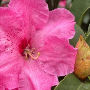 Dwarf Reddish-Pink Rhododendron Live Plant Azalea Bushes - Fragrant Outdoor Shrub