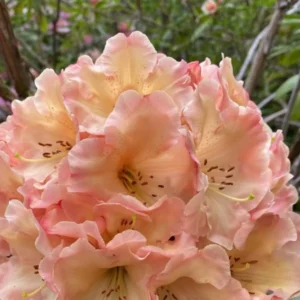 Yellow Cream Rhododendron Live Plant Shrubs Fragrant Azalea Ready To Plant