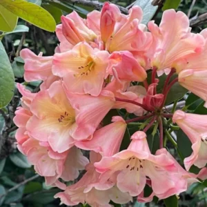 Yellow Cream Rhododendron Live Plant Shrubs Fragrant Azalea Ready To Plant