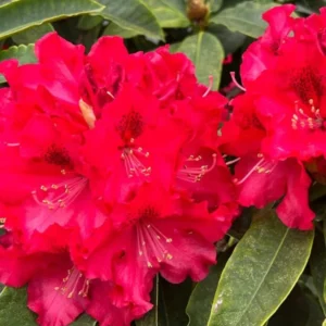 Red Rhododendron Live Plant - Fragrant Azalea Bush - Outdoor Planting