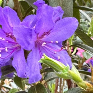 Deep Violet-Blue Rhododendron Live Plant Shrub - Fragrant Azalea, Outdoor Planting