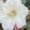 Pink Rhododendron Live Plant - Fragrant Azalea Shrub for Planting